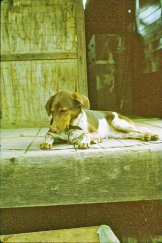 PET03_SC