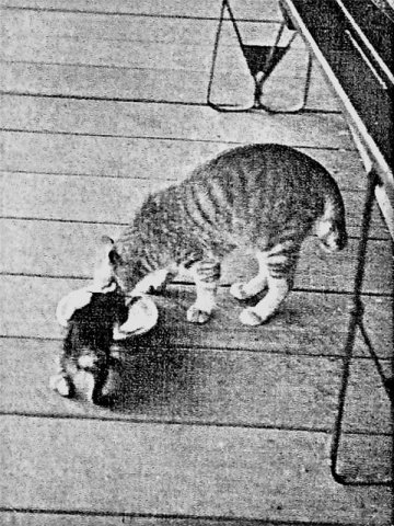 PET04_DD