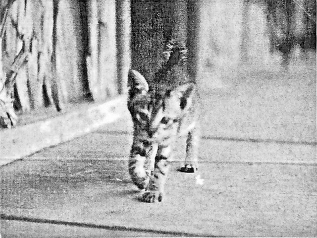 PET06_DD
