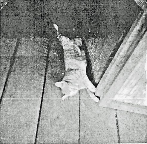 PET07_DD
