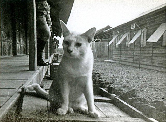 PET09_CS