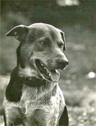 PET13_SL
