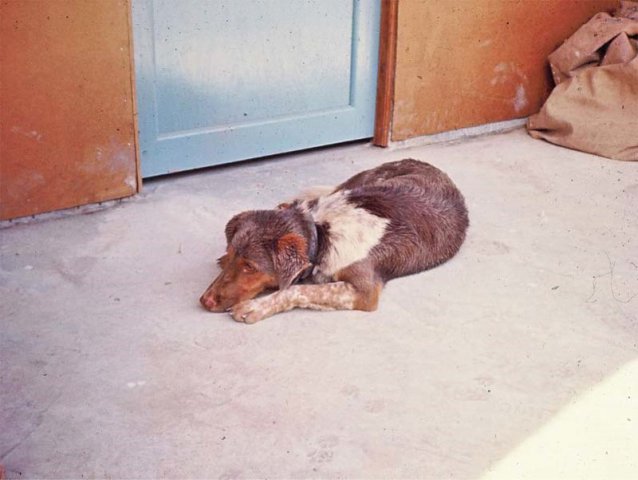 PET18_JR