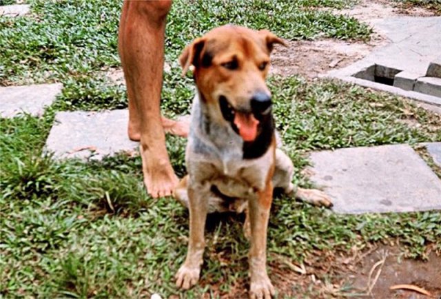 PET25_JS