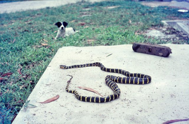 PET29_SL