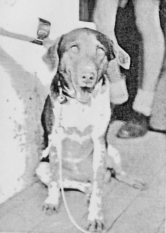 PET30_DD