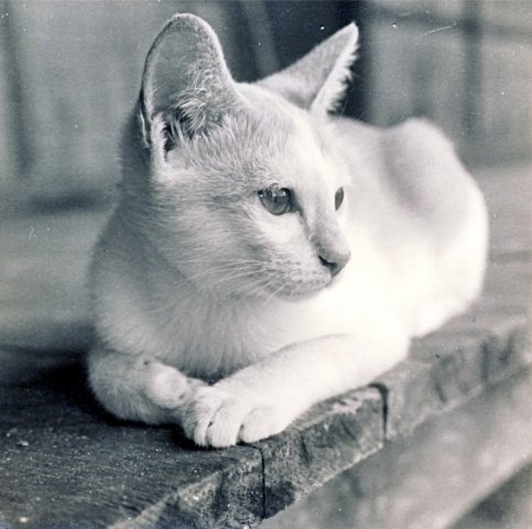 PET32_BE