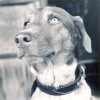 651 Signal Troop Photo Gallery - Pets