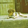 PET03_SC