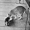 PET04_DD