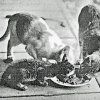PET05_DD