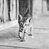 PET06_DD
