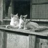 PET08_CS