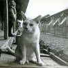 PET09_CS