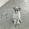 PET10_CS