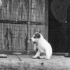 PET11_DB