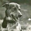 PET13_SL