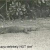 PET14_SL