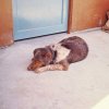 PET18_JR