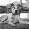 PET20_DB