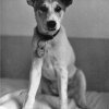 PET22_DB