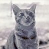 PET31_BE