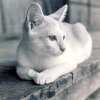 PET32_BE