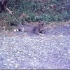PET33_SL